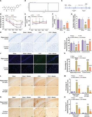 Tilianin improves cognition in a vascular dementia rodent model by targeting miR-193b-3p/CaM- and miR-152-3p/CaMKIIα-mediated inflammatory and apoptotic pathways